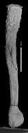 Image of Euplectella imperialis Ijima 1894