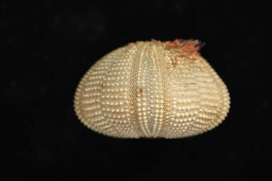 Image of Salmacis bicolor L. Agassiz ex L. Agassiz & Desor 1846