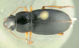 Sivun Harpalus (Pseudoophonus) erythropus Dejean 1829 kuva