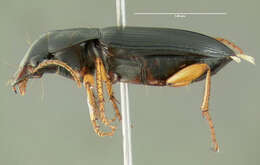 Sivun Harpalus (Pseudoophonus) erythropus Dejean 1829 kuva