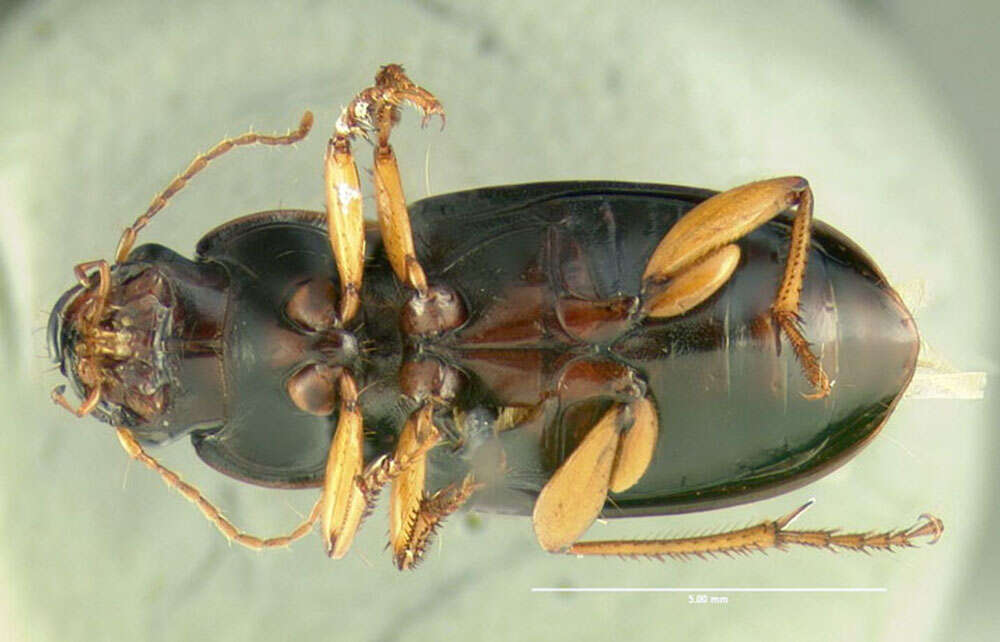 Sivun Harpalus (Pseudoophonus) erythropus Dejean 1829 kuva