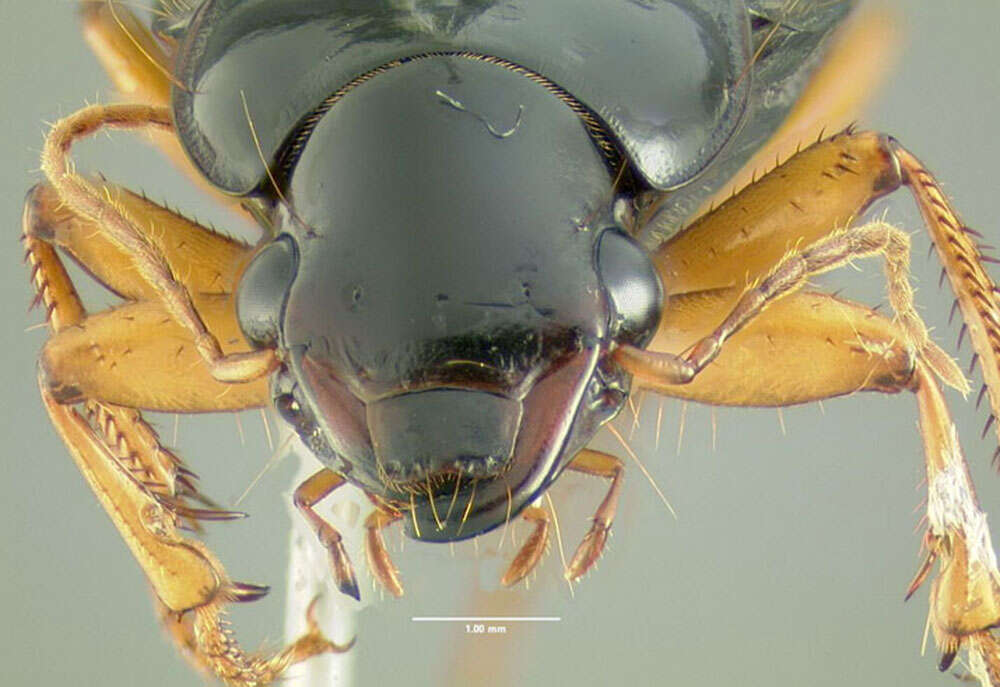 Sivun Harpalus (Pseudoophonus) erythropus Dejean 1829 kuva