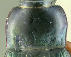 Image of Carabidae