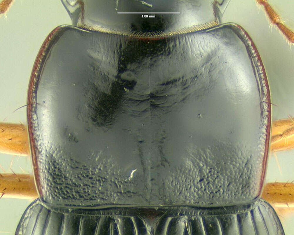 Sivun Harpalus (Pseudoophonus) erythropus Dejean 1829 kuva