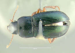 Image of Carabidae