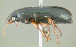 Image of Carabidae