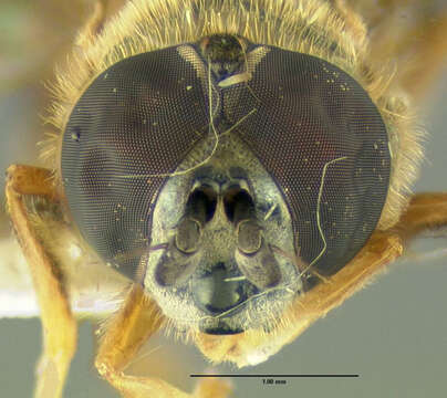 Image of Platycheirus quadratus (Say 1823)