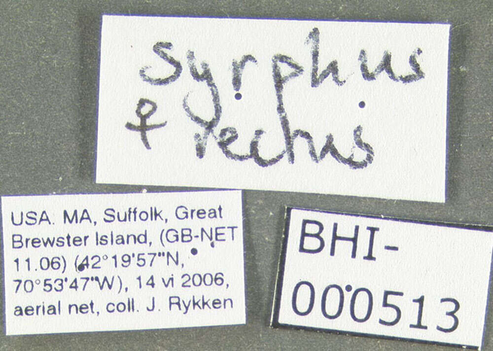 Image of Syrphus rectus Osten Sacken 1875