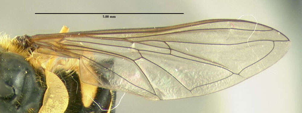 Plancia ëd Syrphus ribesii (Linnaeus 1758)