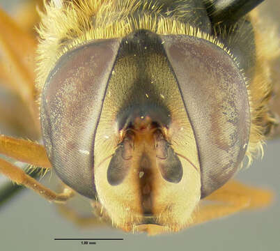 Image de Syrphus ribesii (Linnaeus 1758)