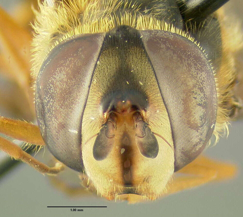 Plancia ëd Syrphus ribesii (Linnaeus 1758)