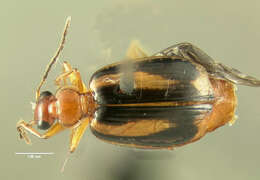 Image of Lebia (Lebia) solea Hentz 1830