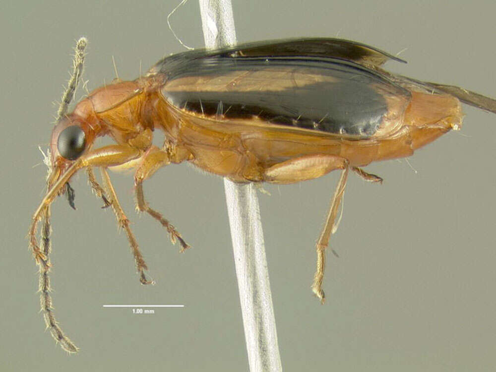 Image of Lebia (Lebia) solea Hentz 1830