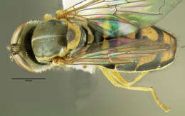 Image of Syrphid fly