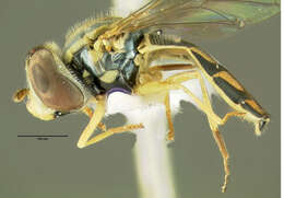 Image of Syrphid fly