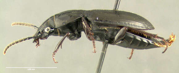 Image of Pterostichus (Bothriopterus) pensylvanicus Le Conte 1873