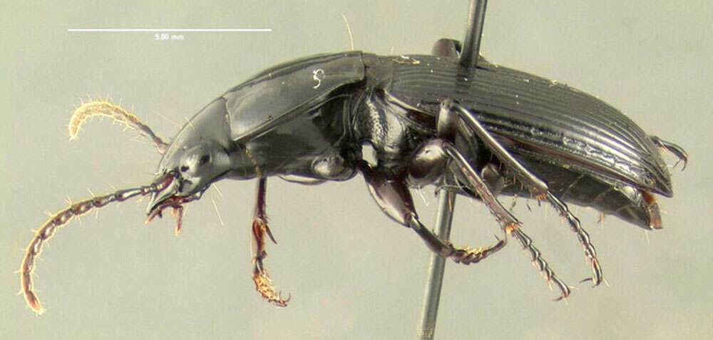 Image of Pterostichus (Hypherpes) tristis (Dejean 1828)