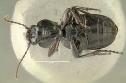 Image of Pterostichus (Hypherpes) tristis (Dejean 1828)