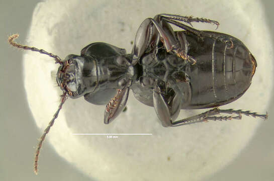 Image of Pterostichus (Hypherpes) tristis (Dejean 1828)