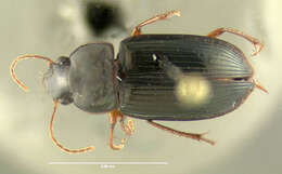 Selenophorus (Selenophorus) opalinus (Le Conte 1863) resmi