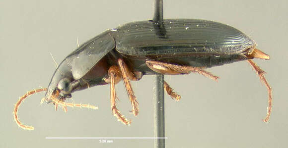 Selenophorus (Selenophorus) opalinus (Le Conte 1863) resmi