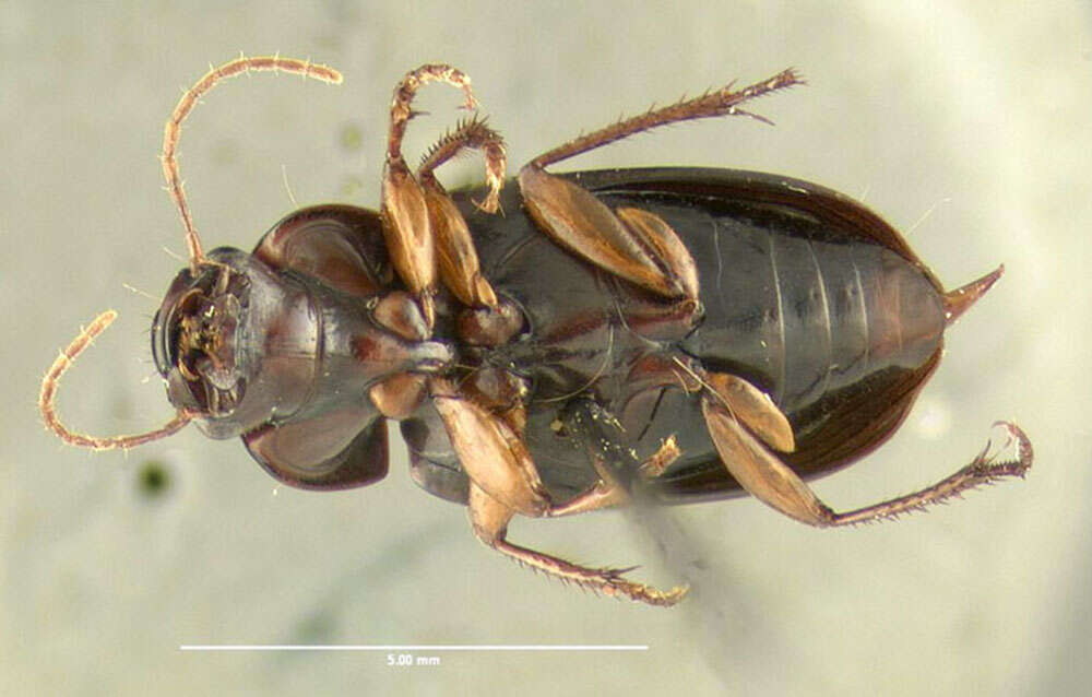 Selenophorus (Selenophorus) opalinus (Le Conte 1863) resmi