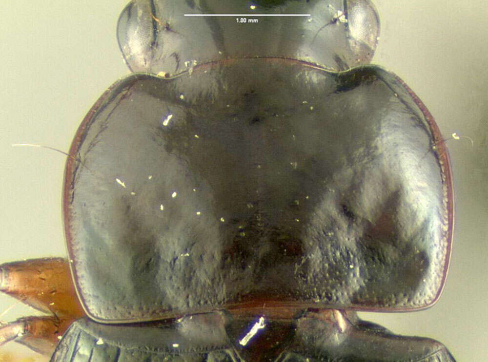 Selenophorus (Selenophorus) opalinus (Le Conte 1863) resmi