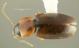 Image of Ground beetle