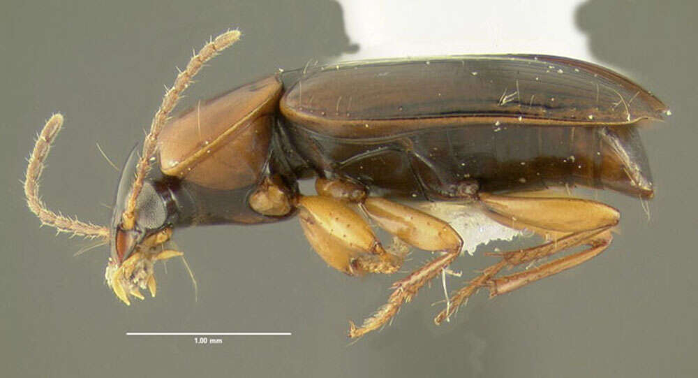 Image of Ground beetle