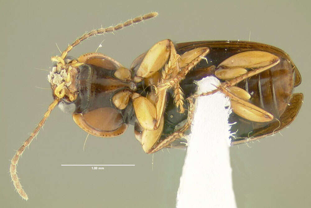 Image of Ground beetle