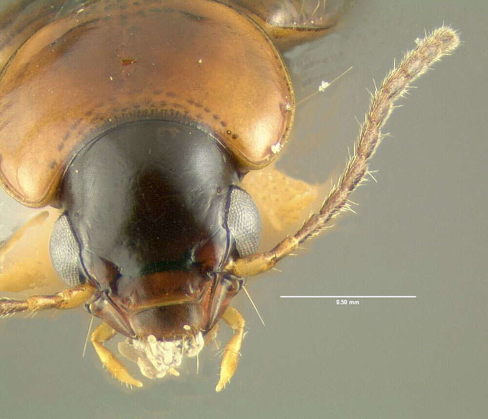 Image of Ground beetle