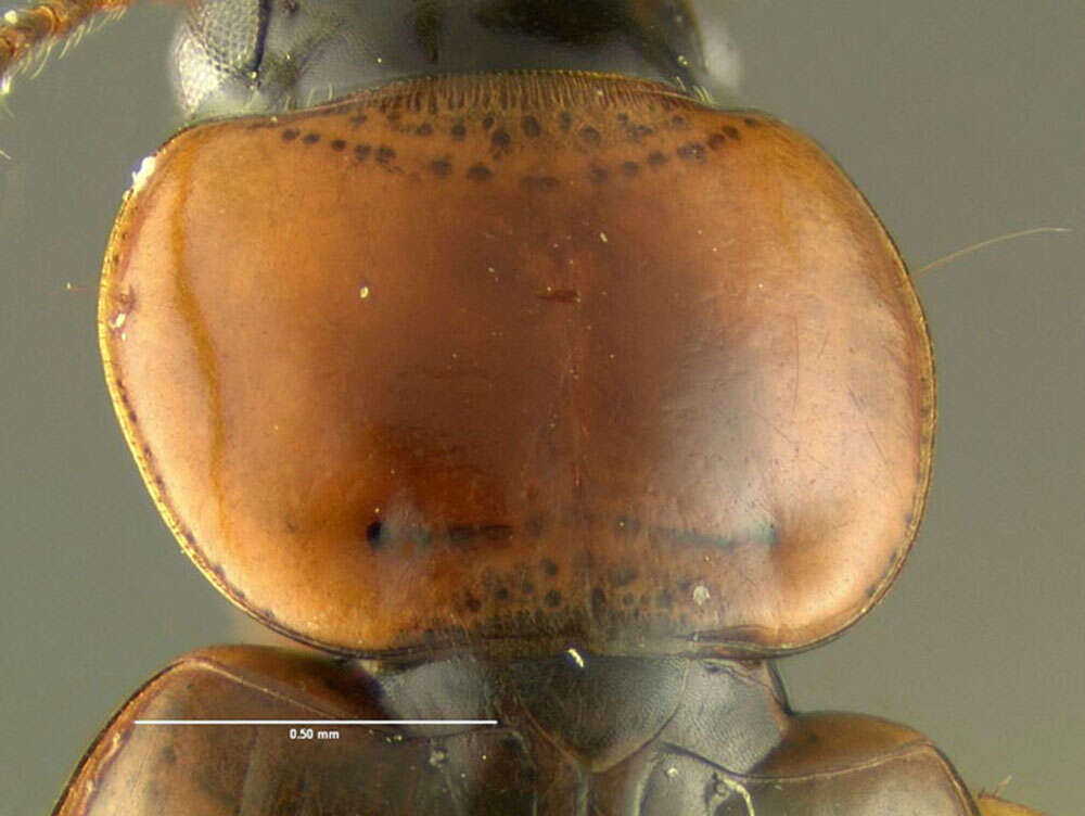 Image of Ground beetle