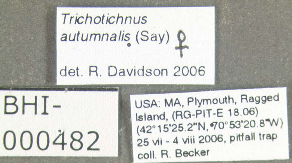 Image of Trichotichnus (Trichotichnus) autumnalis (Say 1823)