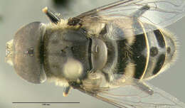 Image of Eristalis dimidiata Wiedemann 1830