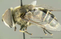 Слика од Eristalis dimidiata Wiedemann 1830