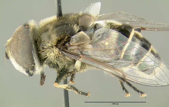 Image of Eristalis dimidiata Wiedemann 1830