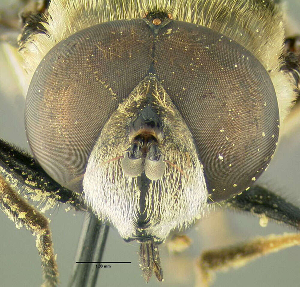 Слика од Eristalis dimidiata Wiedemann 1830