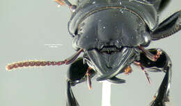 صورة Scarites (Scarites) subterraneus Fabricius 1775