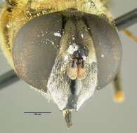 Imagem de Eristalis transversa Wiedemann 1830