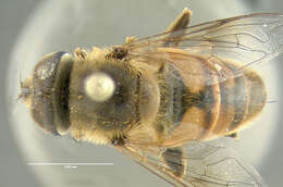 Image of drone fly