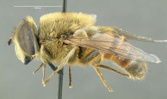 Слика од Eristalis tenax (Linnaeus 1758)