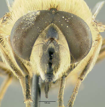 Image of drone fly