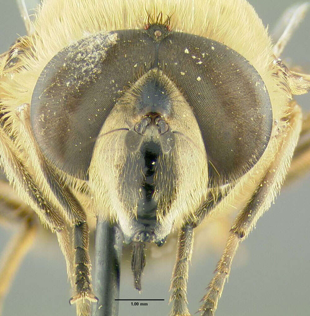 Image of drone fly