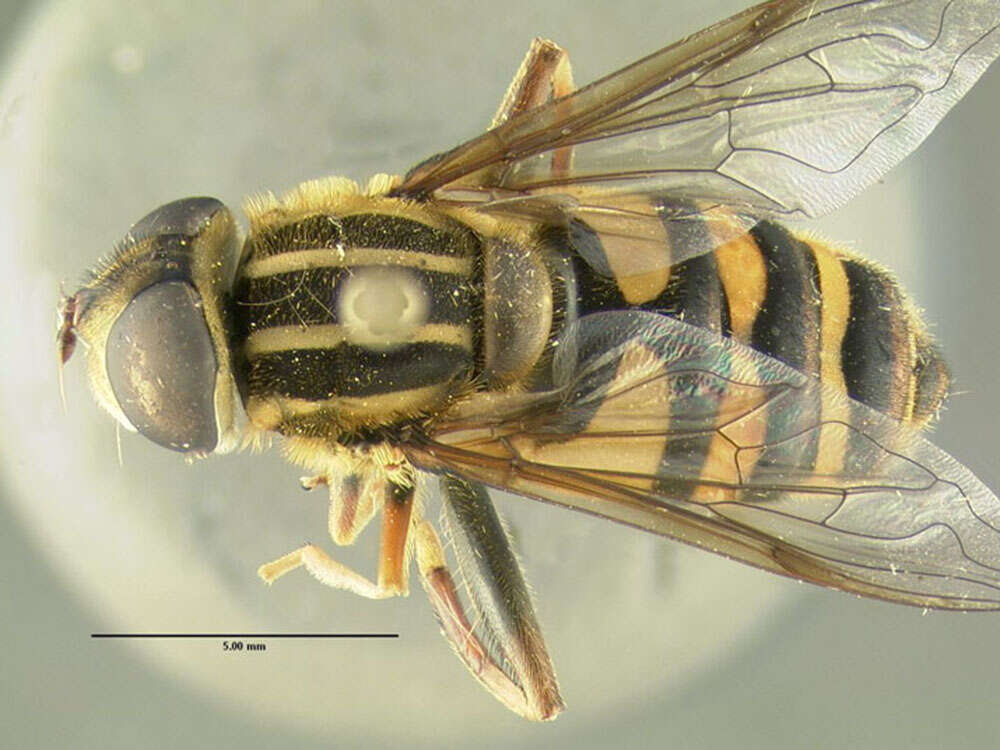 Image of Helophilus fasciatus Walker 1849