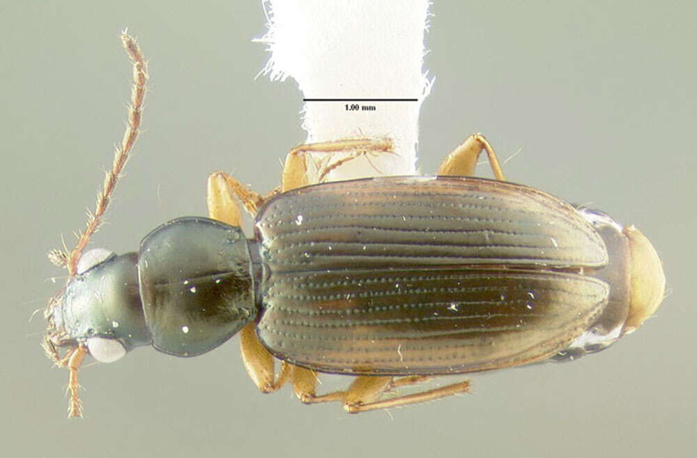 Image of Bembidion (Notaphus) contractum Say 1823