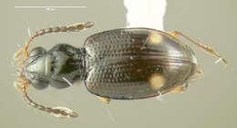 Image of Bembidion (Trepanedoris) frontale (Le Conte 1847)