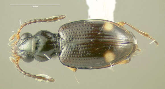 Image of Bembidion (Trepanedoris) frontale (Le Conte 1847)