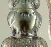 Image of Bembidion (Trepanedoris) frontale (Le Conte 1847)