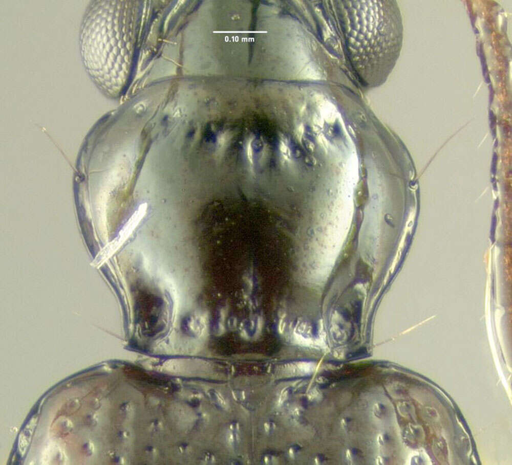 Image of Bembidion (Trepanedoris) frontale (Le Conte 1847)