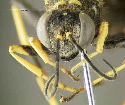 Image of mud daubers